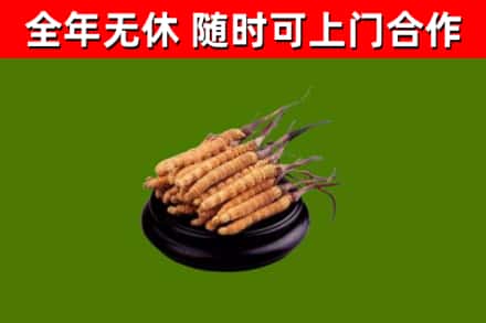 光山县回收冬虫夏草