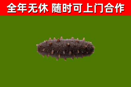 光山县回收海参干